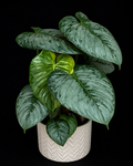 Philodendron Sodiroi tissue culture plant in a clear container, showing healthy green leaves and root development.