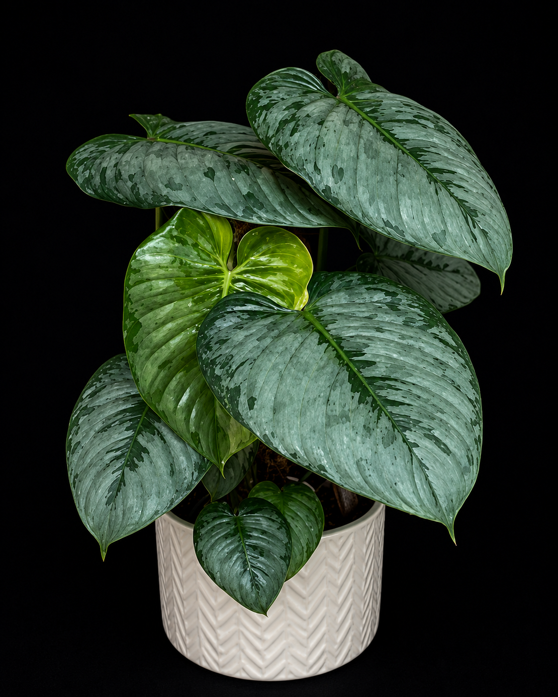 Philodendron Sodiroi tissue culture plant in a clear container, showing healthy green leaves and root development.
