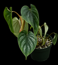 Healthy Philodendron Plowmanii tissue culture in transparent container, showcasing vibrant green plant tissue.