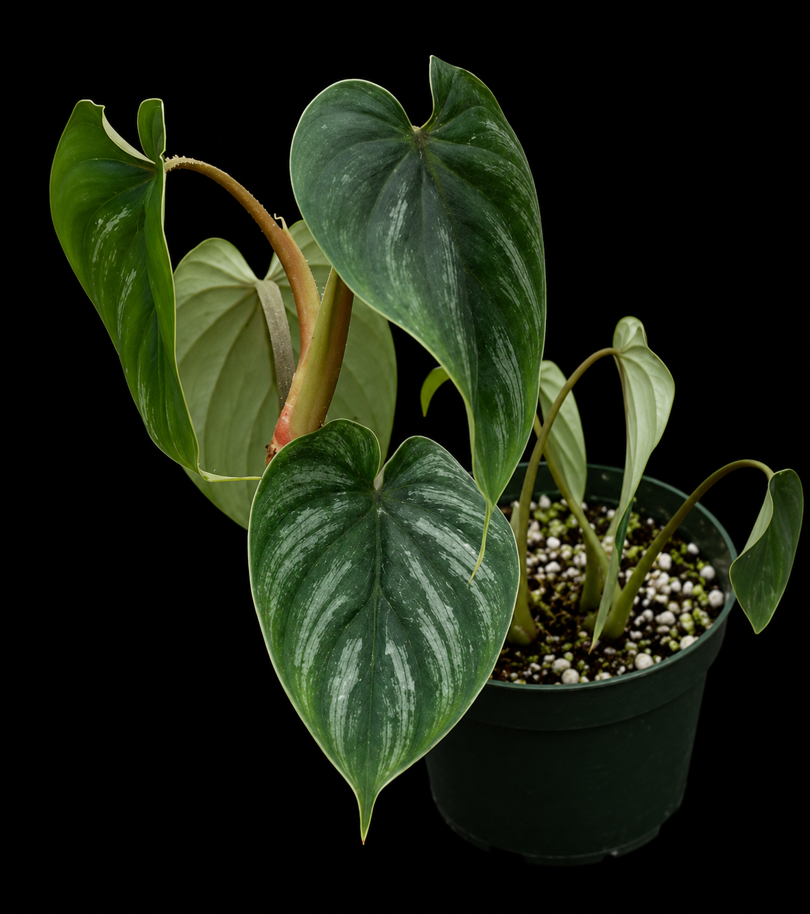 Healthy Philodendron Plowmanii tissue culture in transparent container, showcasing vibrant green plant tissue.