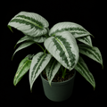 Tissue culture of Schismatoglottis 'Silver Indukan' by PlantNasty, showing young plant tissue with silvery-green leaves.