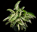 Syngonium podophyllum 'Starlite' tissue culture plant in a small pot, healthy green foliage, ready for planting or propagation.