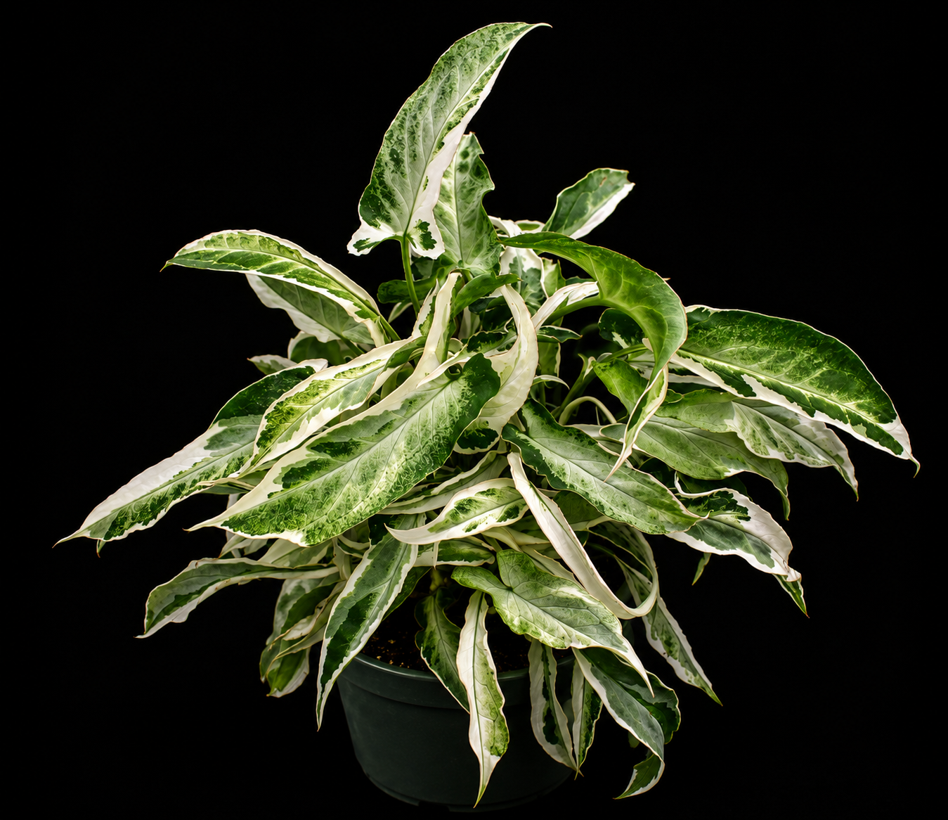 Syngonium podophyllum 'Starlite' tissue culture plant in a small pot, healthy green foliage, ready for planting or propagation.