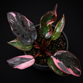 Philodendron 'Pink Princess Marble' tissue culture plant in small container, showing vibrant pink and green variegated foliage.