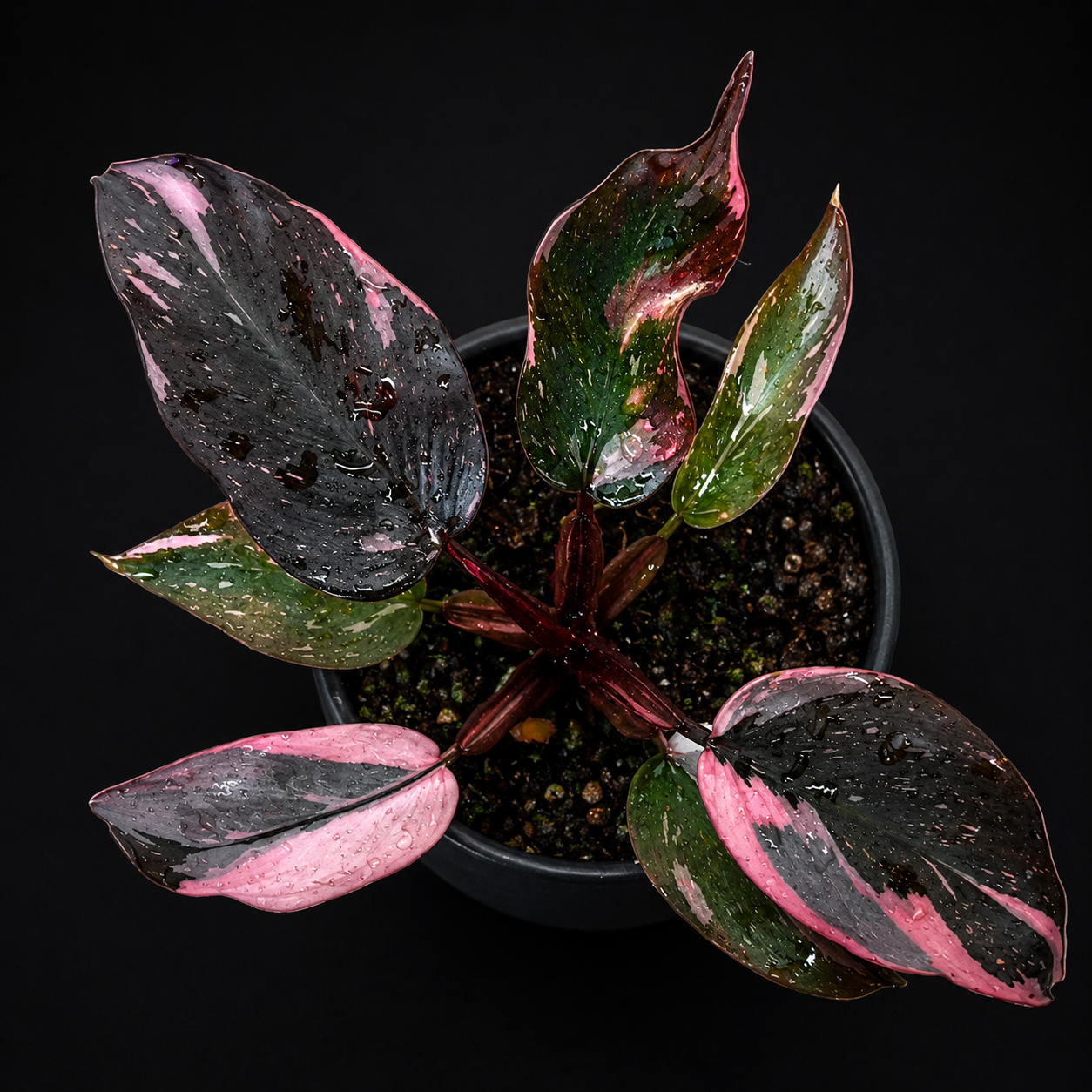 Philodendron 'Pink Princess Marble' tissue culture plant in small container, showing vibrant pink and green variegated foliage.