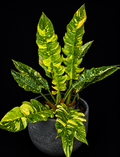 Tissue culture of Philodendron 'Ring of Fire' with vibrant red and green leaves, grown by PlantNasty in a sterile environment.