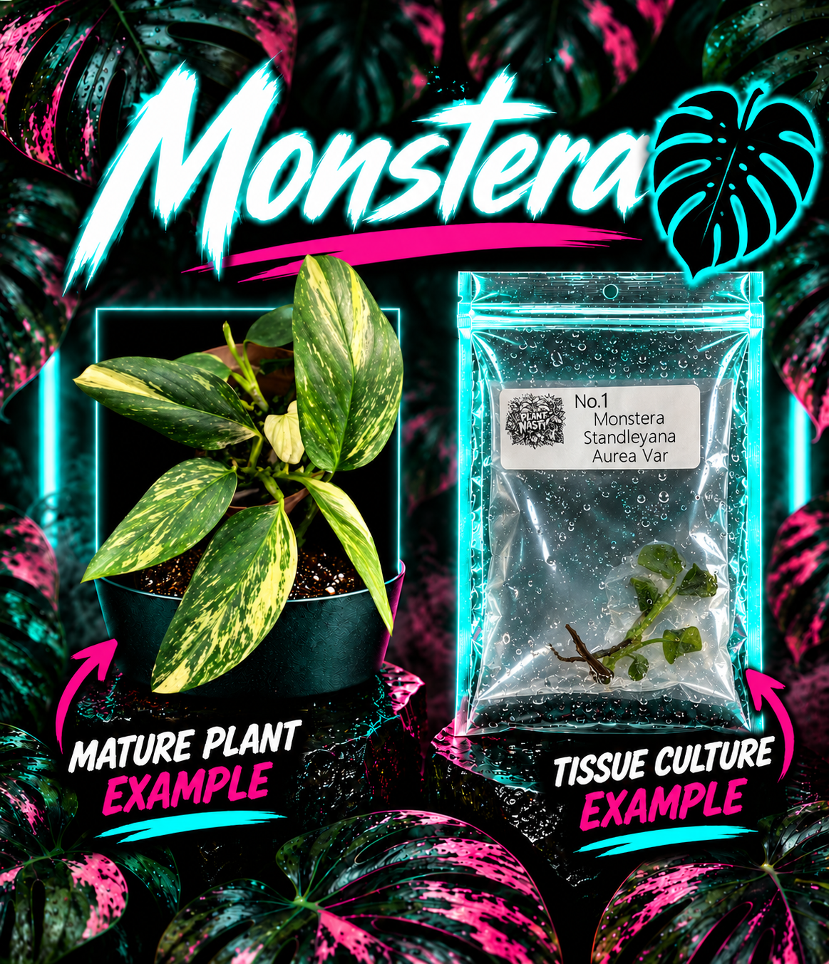 Healthy Monstera Standleyana Aurea Var tissue culture propagated by PlantNasty, showcasing vibrant yellow and green foliage.