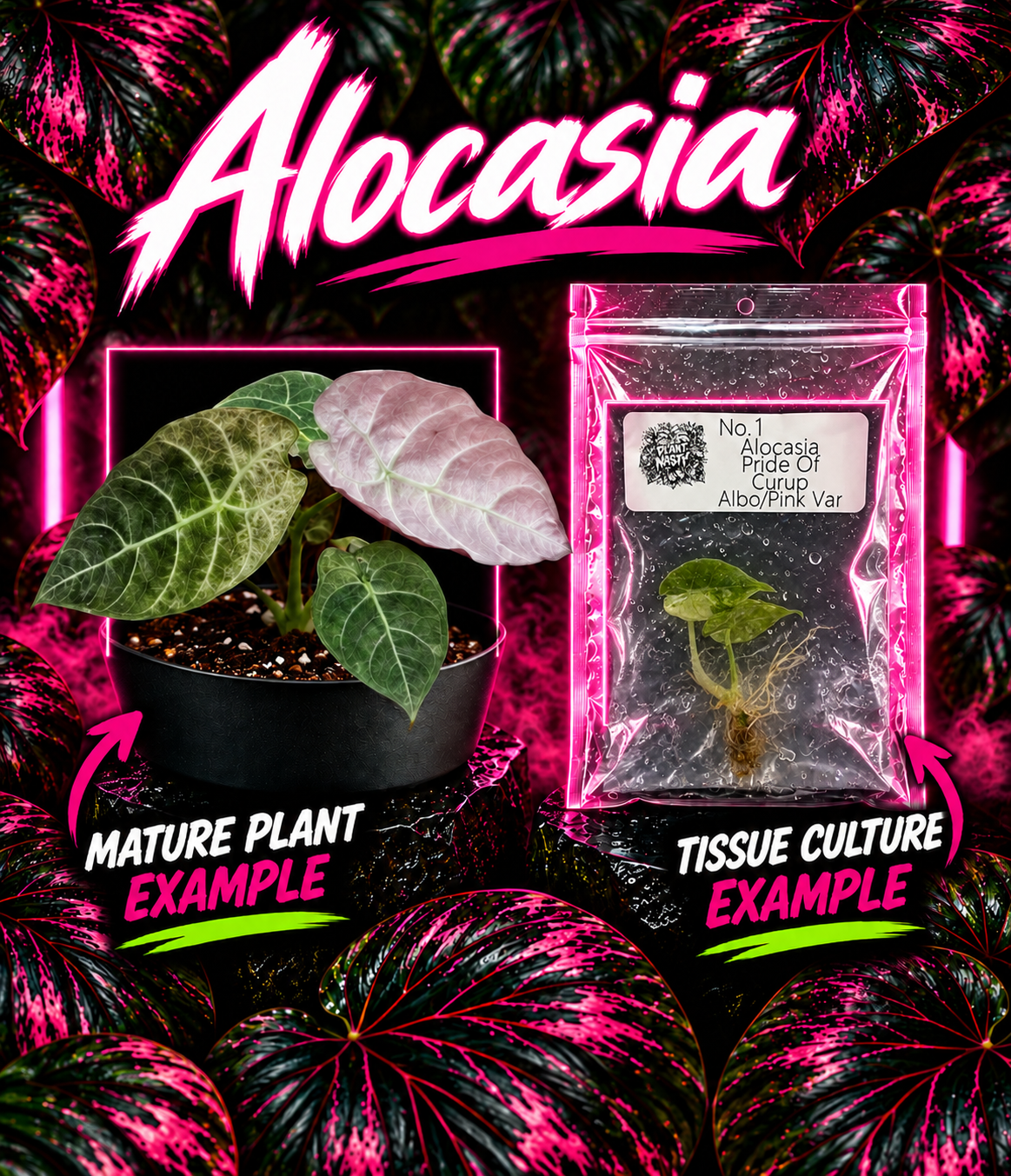Alocasia Pride Of Curup Albo/Pink Var tissue culture plant, showing vibrant variegated leaves with white, pink, and green patterns.