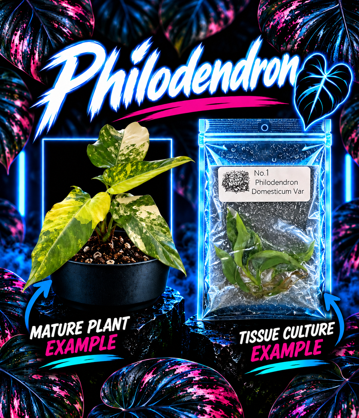 Philodendron Domesticum tissue culture plant by PlantNasty, showing healthy young plant in clear container with roots visible