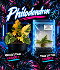 Philodendron 'Caramel Marble' tissue culture plant by PlantNasty, featuring vibrant marbled leaves in a clean, healthy appearance.