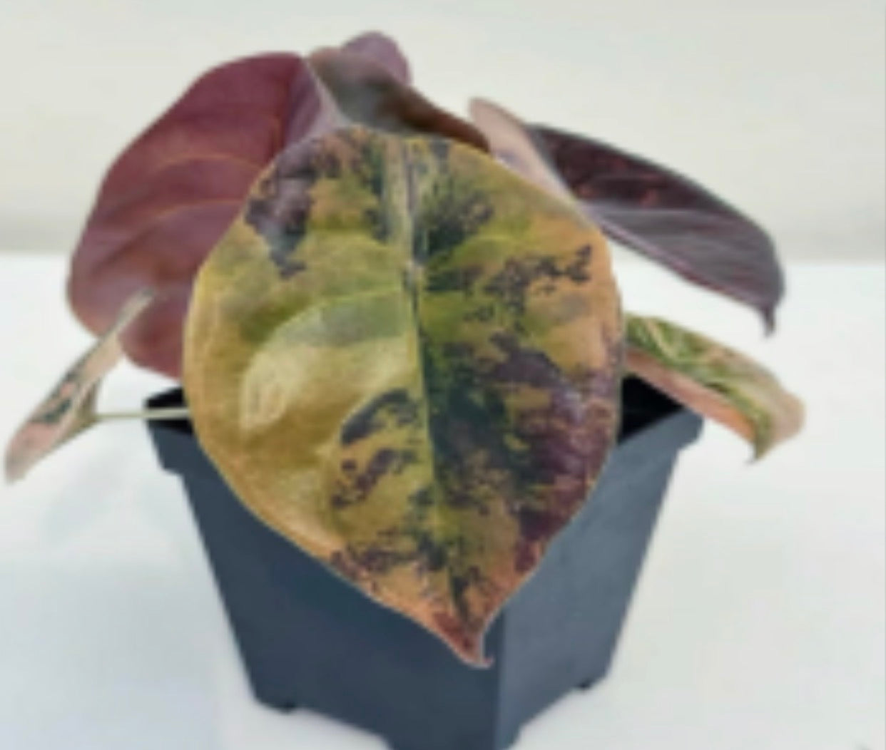Alocasia Cuprea Var Latte Tissue Culture