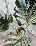 Healthy Monstera Devil Monster tissue culture by PlantNasty, showcasing roots and leaves in a clear container.