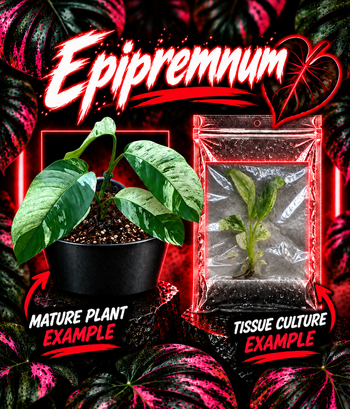 Variegated Epipremnum giganteum plant in tissue culture by PlantNasty, showcasing lush, vibrant leaves with white and green variegation.