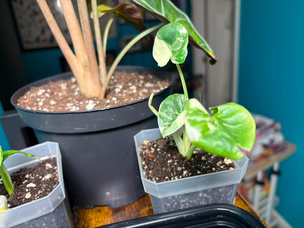 Alocasia Macrorrhiza Aurea
