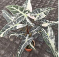 Alocasia Bambino Pink Var Tissue Culture