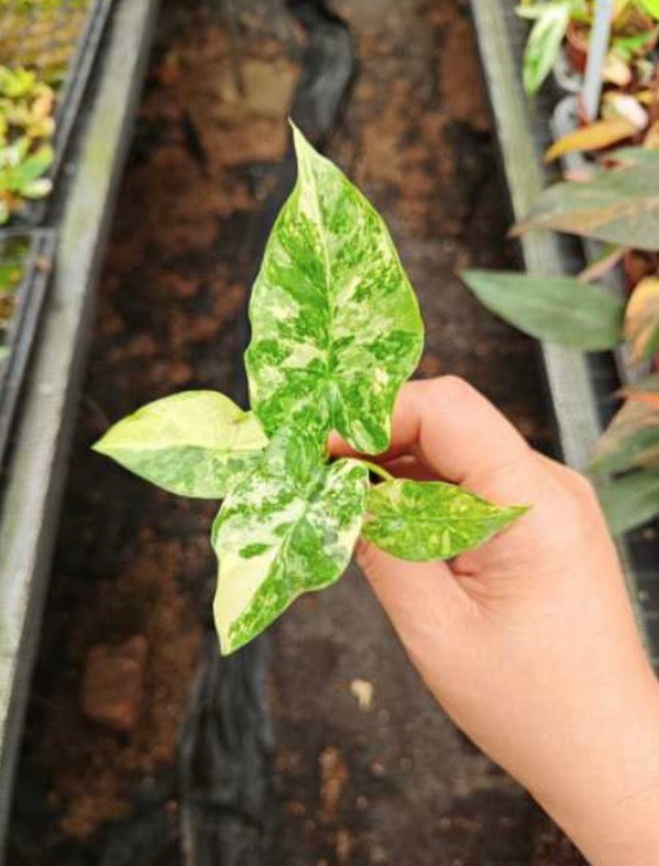 Alocasia Gageana Aurea Var TIssue Culture