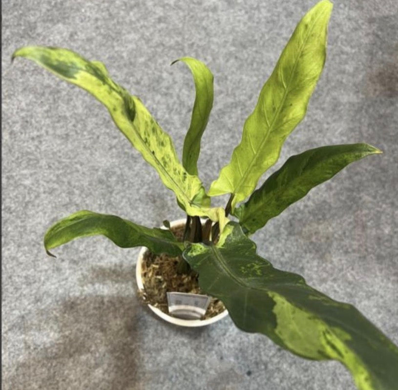Alocasia Lauterbachiana Aurea Var Tissue Culture