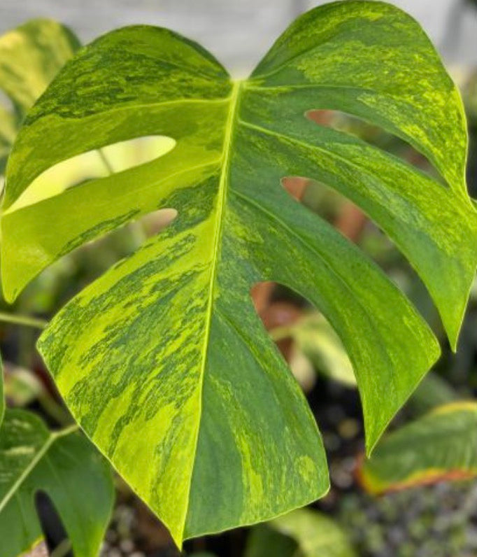 Monstera Deliciosa Aurea Tissue Culture