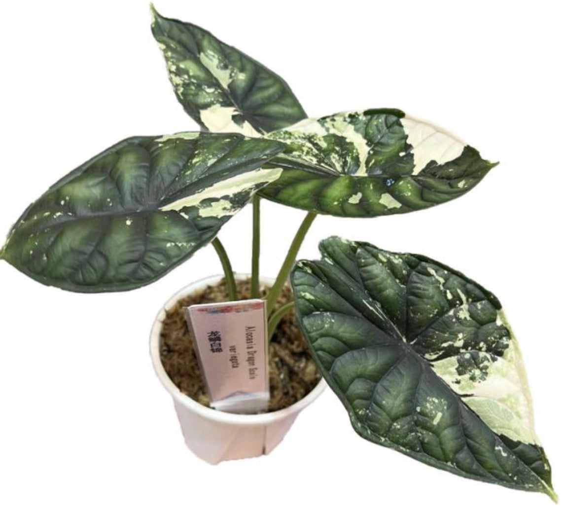 Alocasia Dragon Scale Albo Var Tissue Culture