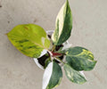 Philodendron 'White Knight' Aurea Variegated