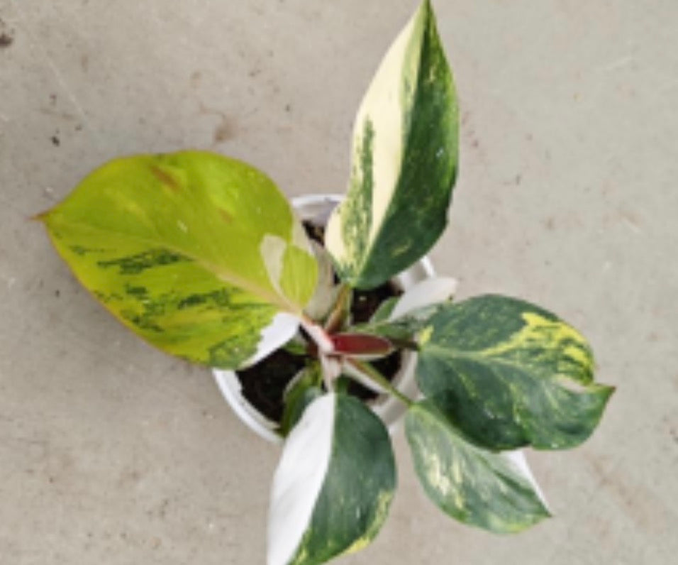 Philodendron 'White Knight' Aurea Variegated
