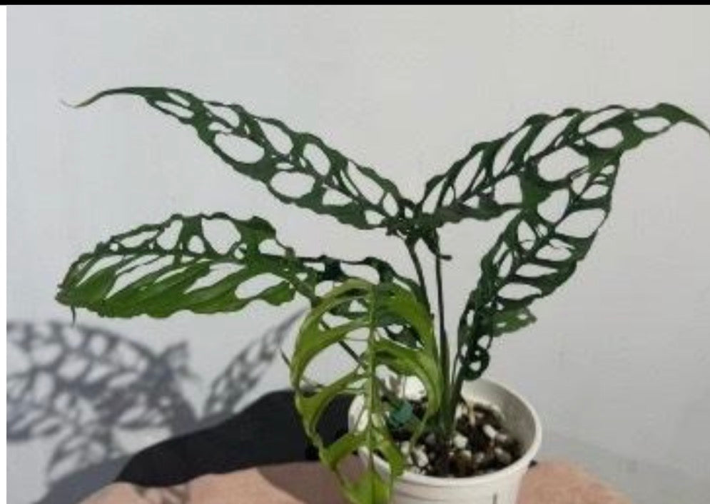 Monstera Obliqua Tissue Culture