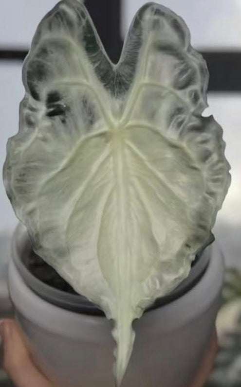 Alocasia Venom Tissue Culture