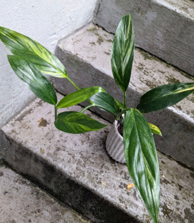 Epipremnum Amplissimum Silver Variegata Tissue Culture