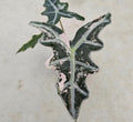 Alocasia sanderiana 'Pink Nobilis Tissue Culture