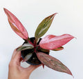 Philodendron Fire Phoenix