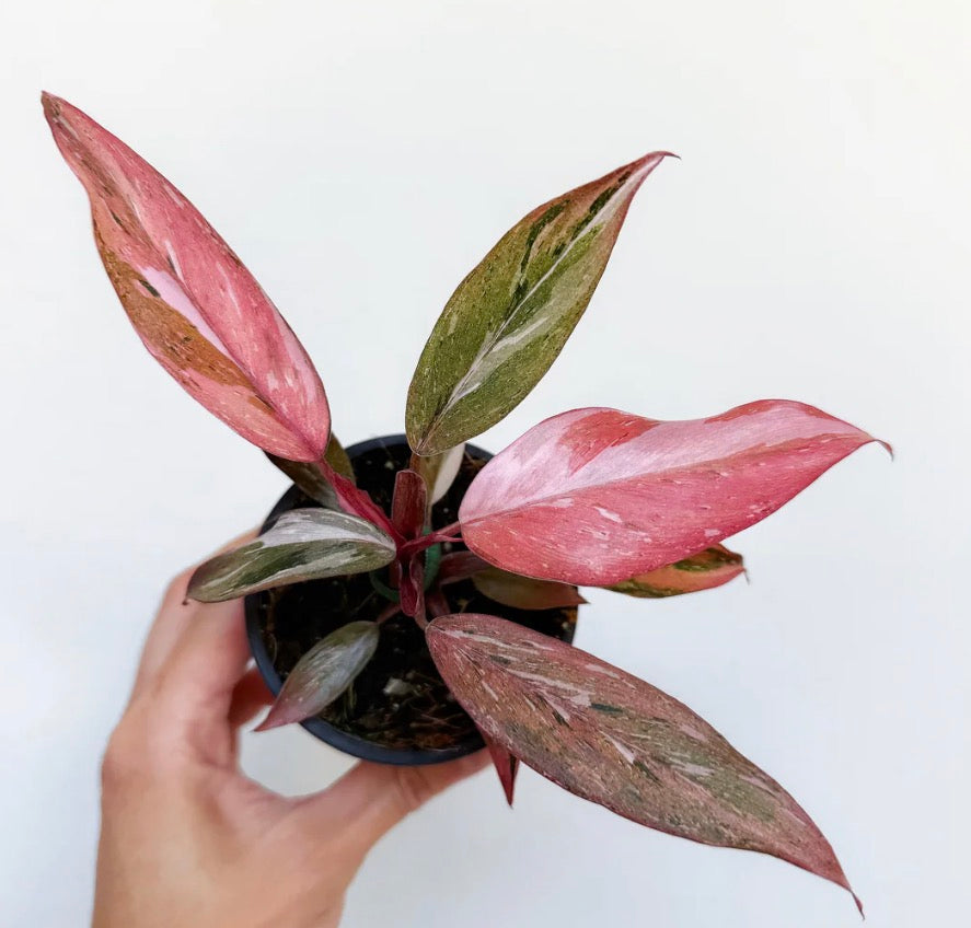 Philodendron Fire Phoenix