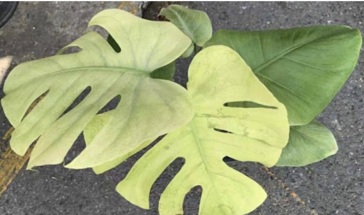 Monstera Blue Mint Tissue Culture