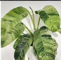 Epipremnum Giganteum Variegated Tissue Culture