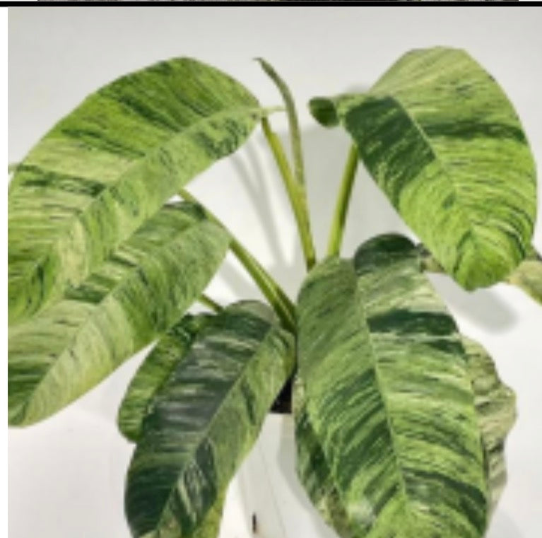 Epipremnum Giganteum Variegated Tissue Culture