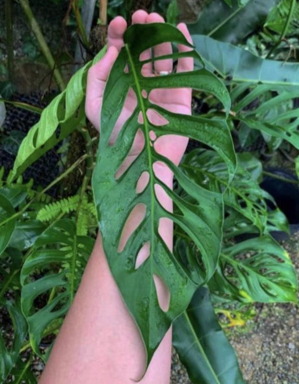 Monstera Napo Tissue Culture