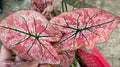 Caladium Heart Beat Tissue Culture