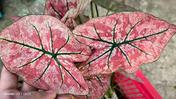 Caladium Heart Beat Tissue Culture