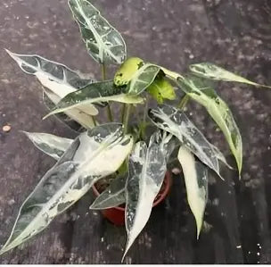 Alocasia Green Bambino Var Tissue culture