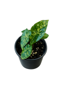 Alocasia Shattered Glass Tissue Culture
