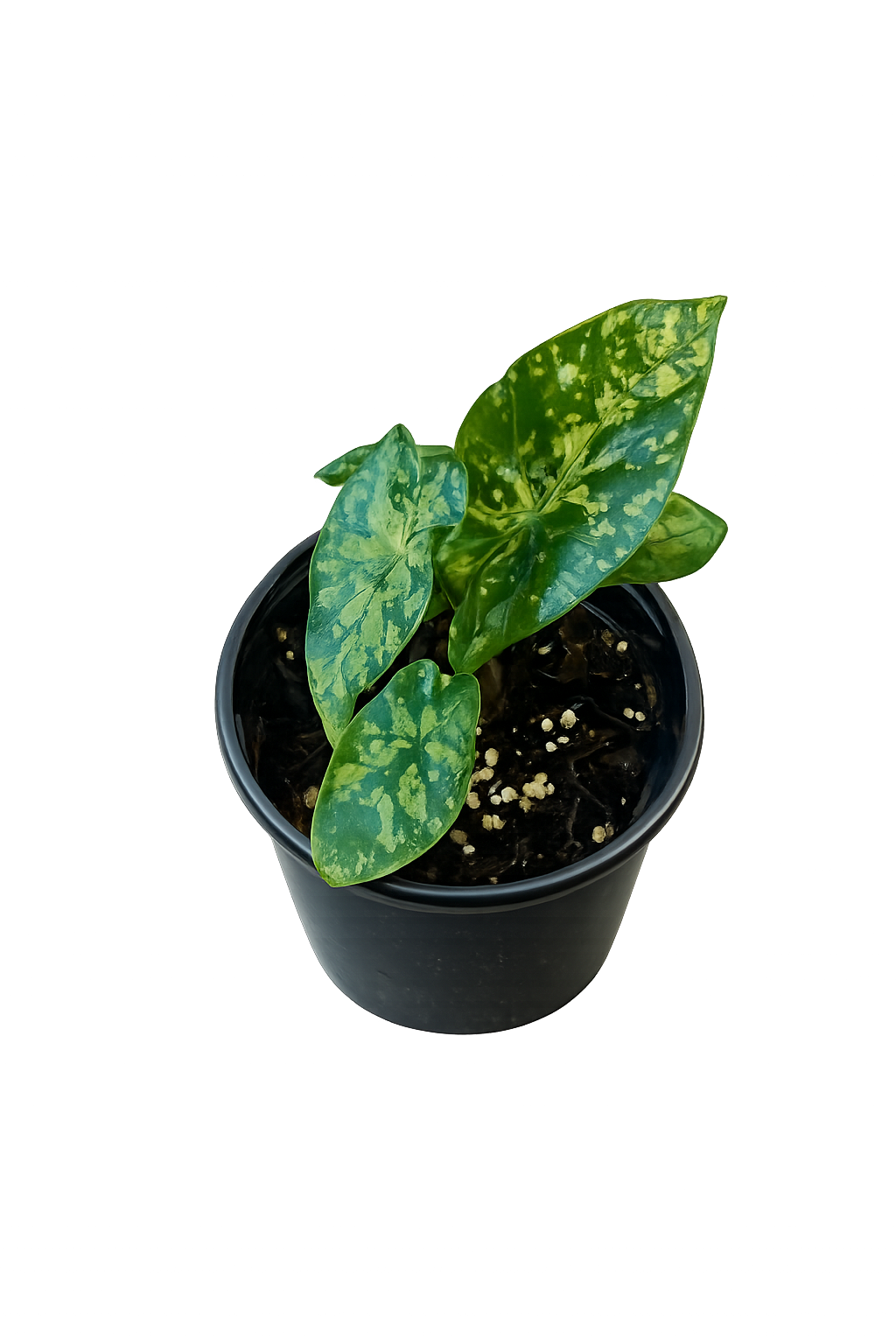 Alocasia Shattered Glass Tissue Culture