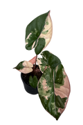 Alocasia Yucatan Princess Pink Tissue Culture
