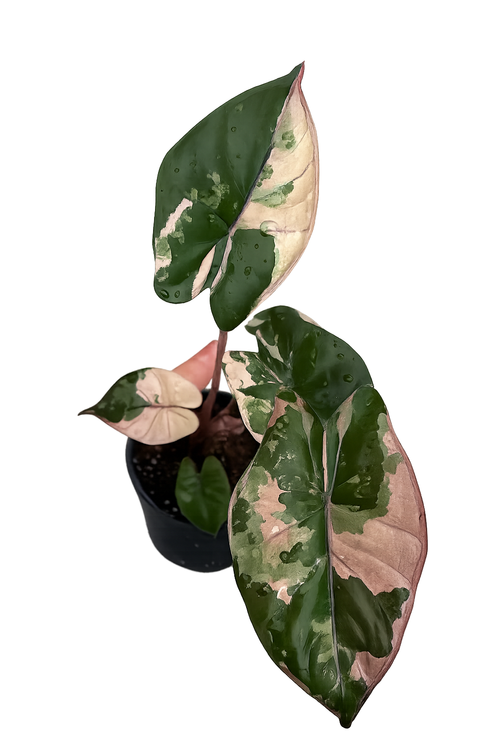 Alocasia Yucatan Princess Pink Tissue Culture