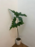 Alocasia Nycteris (Bat Wing) tissue culture plant by PlantNasty showing healthy, young plant with distinctive leaf shape