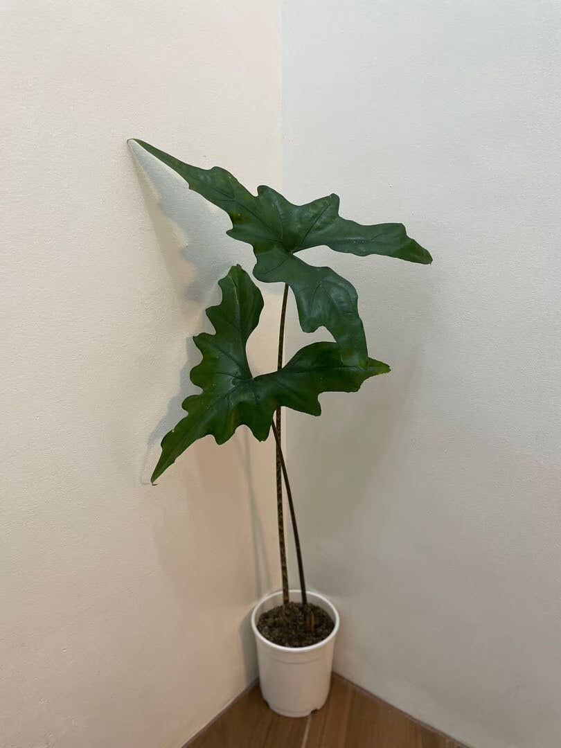 Alocasia Nycteris (Bat Wing) tissue culture plant by PlantNasty showing healthy, young plant with distinctive leaf shape