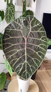 Tissue culture of Alocasia Doff Watsoniana 'Black Leaf' featuring healthy, young plant growth with dark, striking leaves.