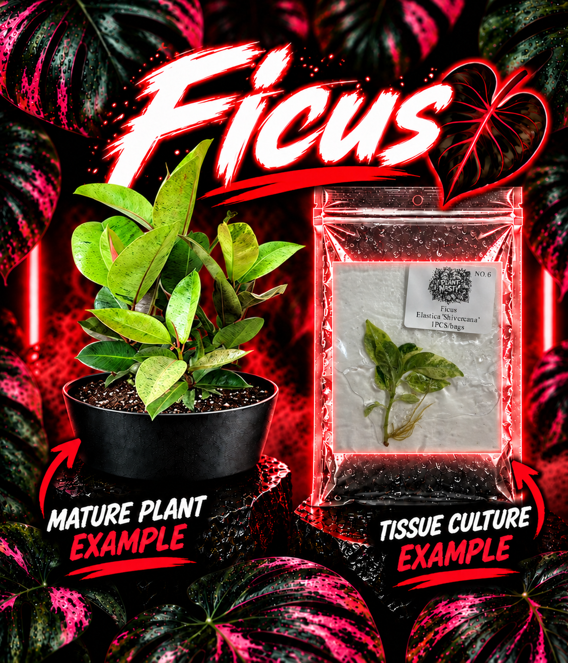 Healthy Ficus Elastica 'Shivereana' tissue culture plant with lush green leaves in a clear container, from PlantNasty.