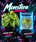 Healthy Monstera delisiosa Green Snow tissue culture plant by PlantNasty with lush green leaves and detailed leaf texture.