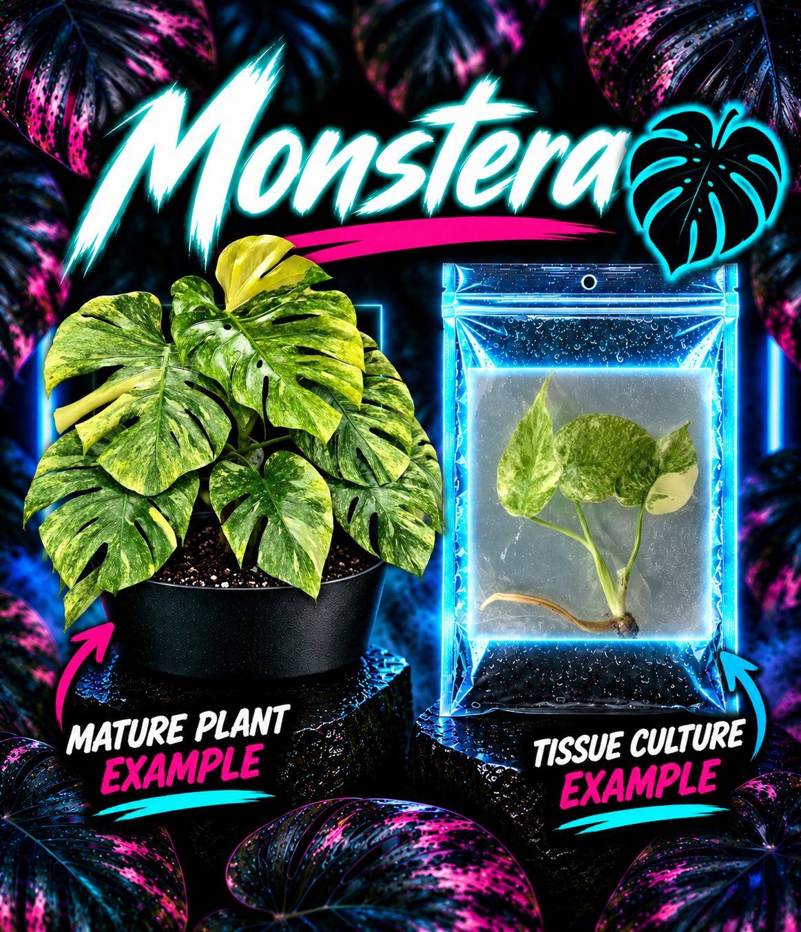 Healthy Monstera delisiosa Green Snow tissue culture plant by PlantNasty with lush green leaves and detailed leaf texture.
