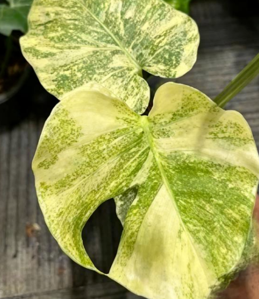 Healthy Monstera 'Legacy' tissue culture plant from PlantNasty, showcasing vibrant green leaves and healthy root growth.
