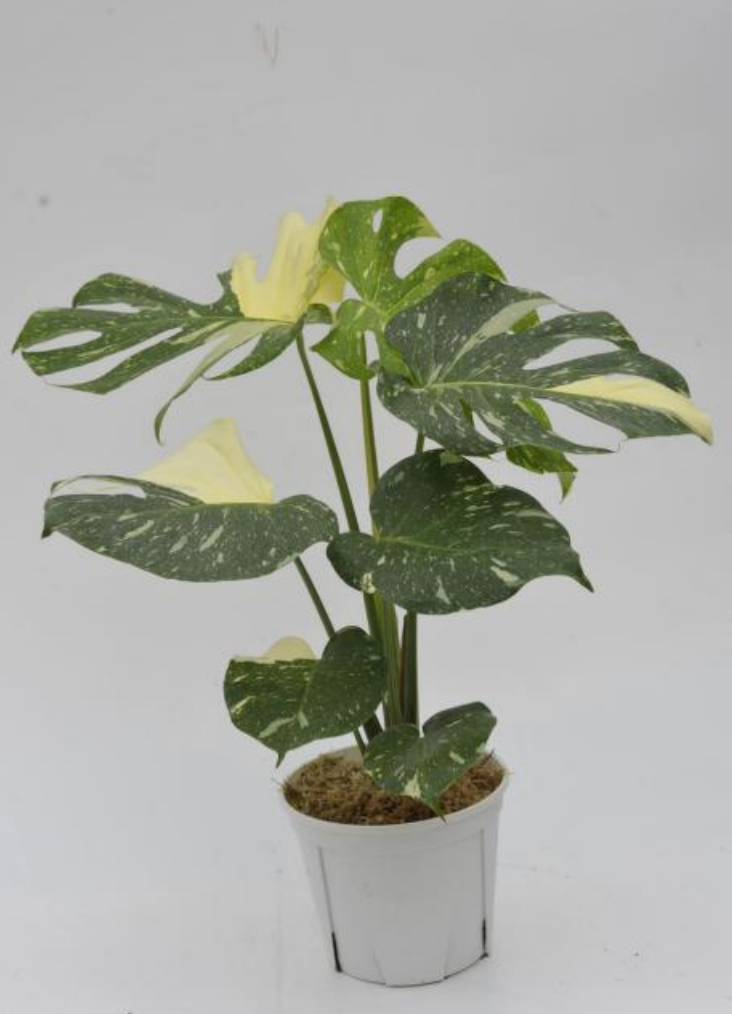 Healthy Monstera Thai Con tissue culture plant by PlantNasty with vibrant green leaves and unique leaf pattern.